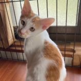 10月5日市原店に参加する花ねこ千葉の保護猫08