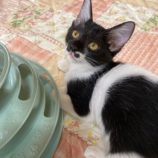 10月5日市原店に参加する花ねこ千葉の保護猫09