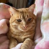 10月5日市原店に参加する花ねこ千葉の保護猫10