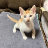 10月5日市原店に参加する花ねこ千葉の保護猫12