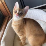 10月5日市原店に参加する花ねこ千葉の保護猫13