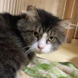 10月5日市原店に参加する花ねこ千葉の保護猫14