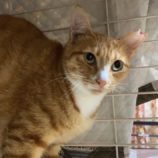 10月5日市原店に参加する花ねこ千葉の保護猫15