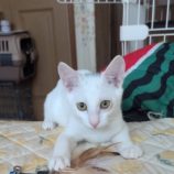 10月5日市原店に参加する花ねこ千葉の保護猫16