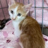 10月5日市原店に参加する花ねこ千葉の保護猫18