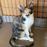 10月5日市原店に参加する花ねこ千葉の保護猫19