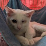 10月5日市原店に参加する花ねこ千葉の保護猫20