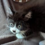 10月5日市原店に参加する花ねこ千葉の保護猫21