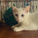 10月5日市原店に参加する花ねこ千葉の保護猫22