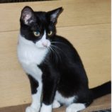 10月5日市原店に参加する花ねこ千葉の保護猫23