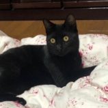 10月5日市原店に参加する花ねこ千葉の保護猫24