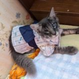 10月5日市原店に参加する花ねこ千葉の保護猫25