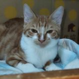 10月5日市原店に参加する花ねこ千葉の保護猫26