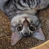 10月5日市原店に参加する花ねこ千葉の保護猫27