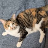 10月6日君津店に参加する猫レンジャーの保護猫01