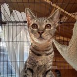 10月6日君津店に参加する猫レンジャーの保護猫02