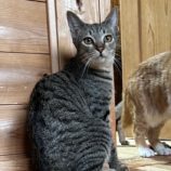 10月6日君津店に参加する猫レンジャーの保護猫04