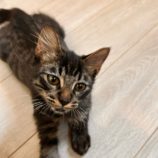 10月6日君津店に参加する猫レンジャーの保護猫06