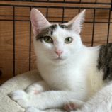 10月6日君津店に参加する猫レンジャーの保護猫07