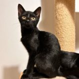 10月6日君津店に参加する猫レンジャーの保護猫09