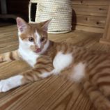 10月6日君津店に参加する猫レンジャーの保護猫11