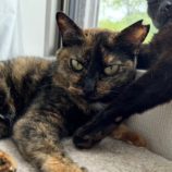 10月6日君津店に参加する猫レンジャーの保護猫12