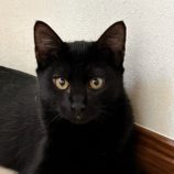 10月6日君津店に参加する猫レンジャーの保護猫13