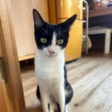 10月6日君津店に参加する猫レンジャーの保護猫14