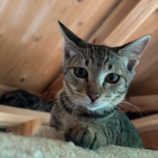 10月6日君津店に参加する猫レンジャーの保護猫16