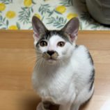 10月6日君津店に参加する猫レンジャーの保護猫17