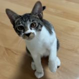 10月6日君津店に参加する猫レンジャーの保護猫18