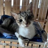 10月6日君津店に参加する猫レンジャーの保護猫20