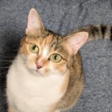 10月6日君津店に参加する猫レンジャーの保護猫21