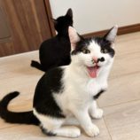 10月6日君津店に参加する猫レンジャーの保護猫22