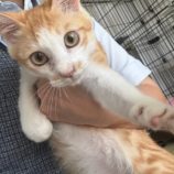 10月6日君津店に参加する猫レンジャーの保護猫24