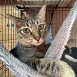 10月6日君津店に参加する猫レンジャーの保護猫25