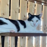 10月6日君津店に参加する猫レンジャーの保護猫26