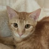 9月28日君津店に参加する富津ねこネットの保護猫01