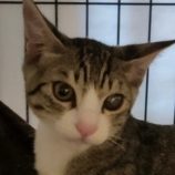 9月28日君津店に参加する富津ねこネットの保護猫02