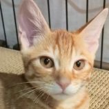 9月28日君津店に参加する富津ねこネットの保護猫03