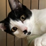 9月28日君津店に参加する富津ねこネットの保護猫05