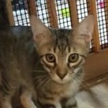 9月28日君津店に参加する富津ねこネットの保護猫06