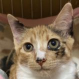 9月28日君津店に参加する富津ねこネットの保護猫07