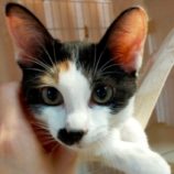 9月28日君津店に参加する富津ねこネットの保護猫11