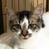 9月28日君津店に参加する富津ねこネットの保護猫13