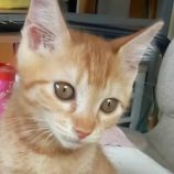 9月28日君津店に参加する富津ねこネットの保護猫16