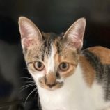 9月28日君津店に参加する富津ねこネットの保護猫17