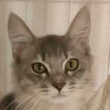 9月28日君津店に参加する富津ねこネットの保護猫21