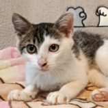 9月16日古河店に参加するにゃんこの大冒険の保護猫01