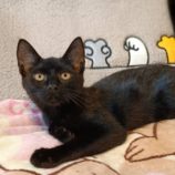 9月16日古河店に参加するにゃんこの大冒険の保護猫02